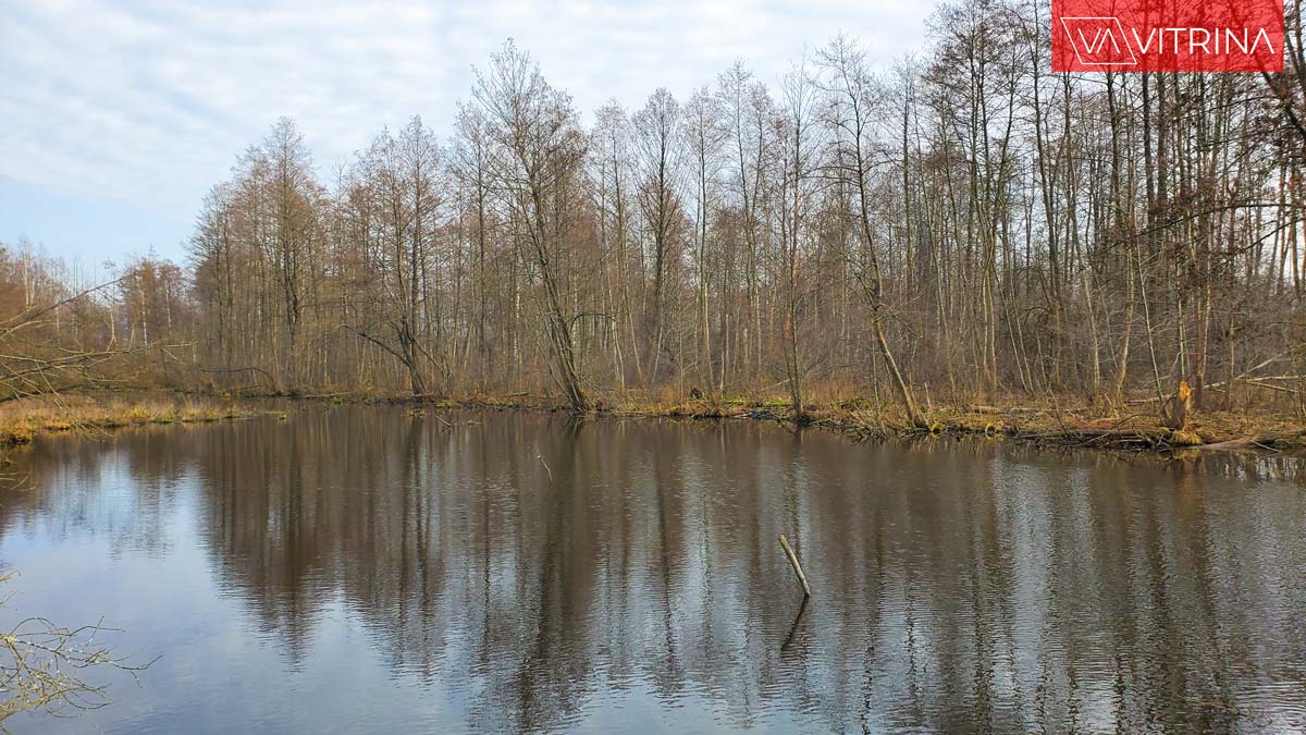живописное место для прогулок на природе под Варшавой: Bagno Całowanie