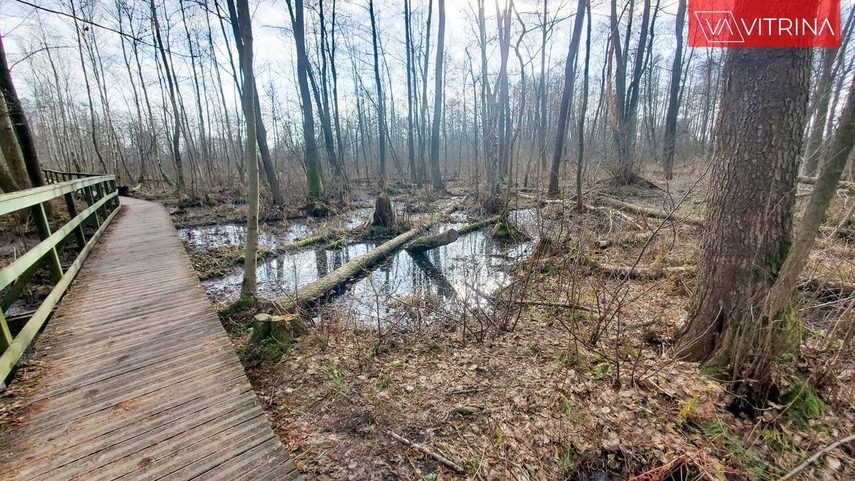 живописное место для прогулок на природе под Варшавой: Bagno Całowanie