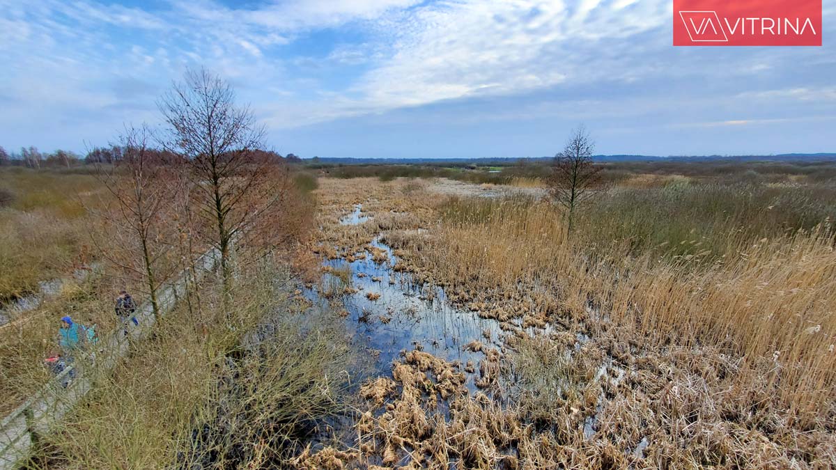 живописное место для прогулок на природе под Варшавой: Bagno Całowanie