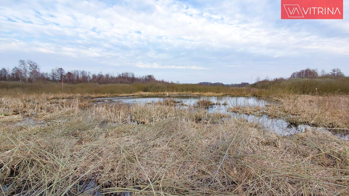 живописное место для прогулок на природе под Варшавой: Bagno Całowanie