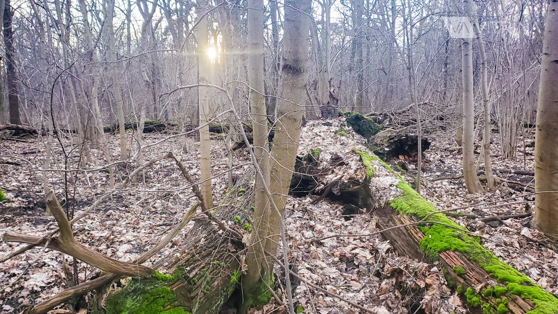 Park Natolinski в Варшаве