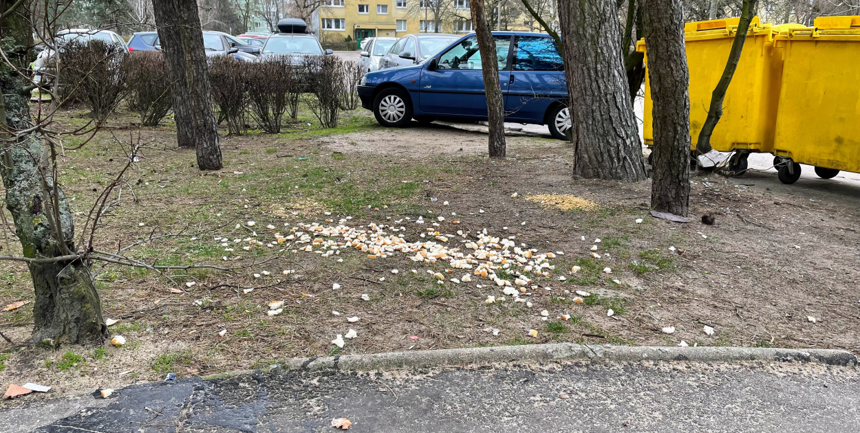 Кабаны в Легионово под Варшавой
