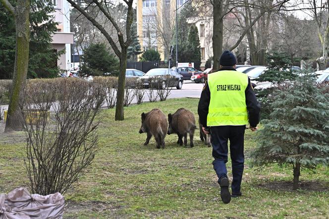 Кабаны в Легионово под Варшавой