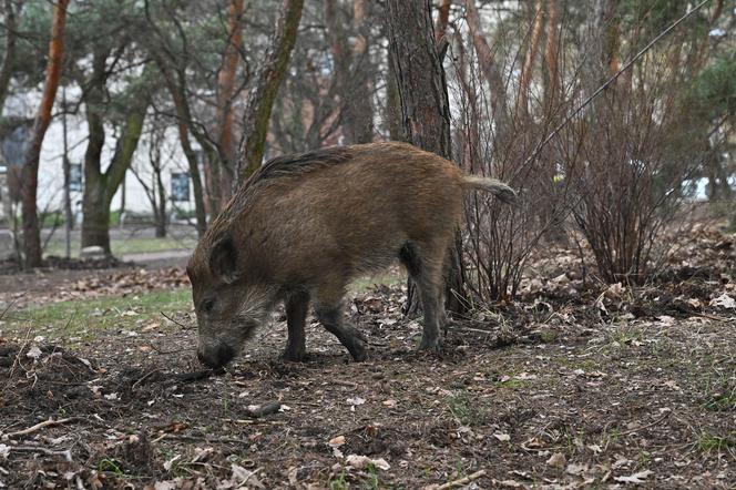 Кабаны в Легионово под Варшавой