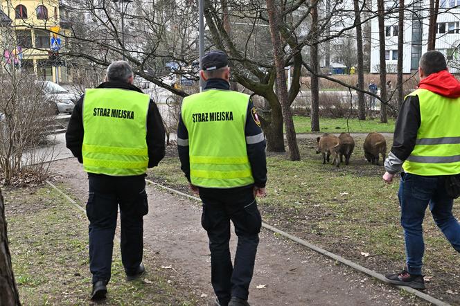 Кабаны в Легионово под Варшавой