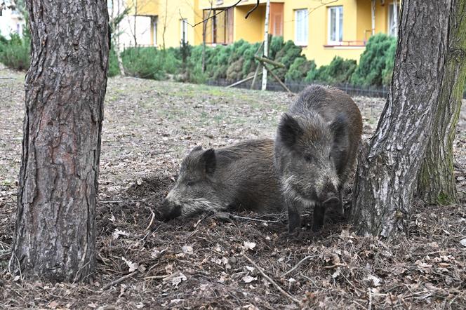 Кабаны в Легионово под Варшавой