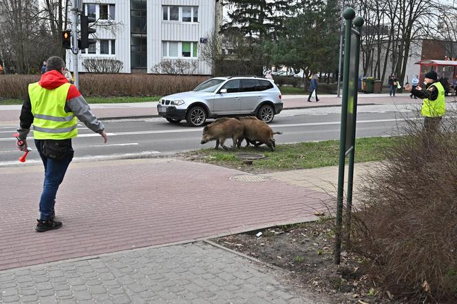 Кабаны в Легионово под Варшавой