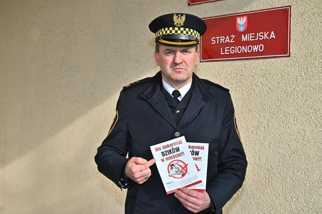 Кабаны в Легионово под Варшавой