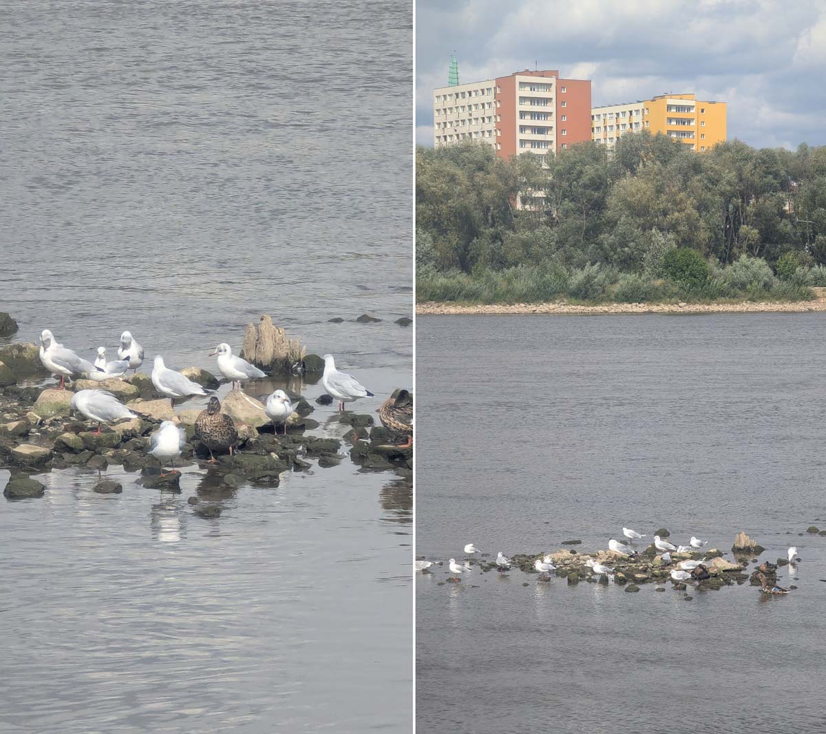 Уровень воды в Висле на уровне Бульваров рекорд