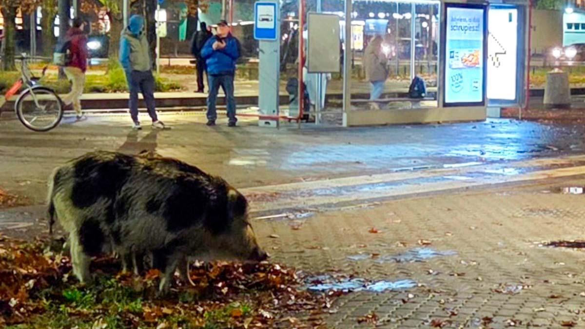 В Варшаве начался отстрел кабанов. Методы вызвали возмущения активистов, они требуют уголовного дела на охотников