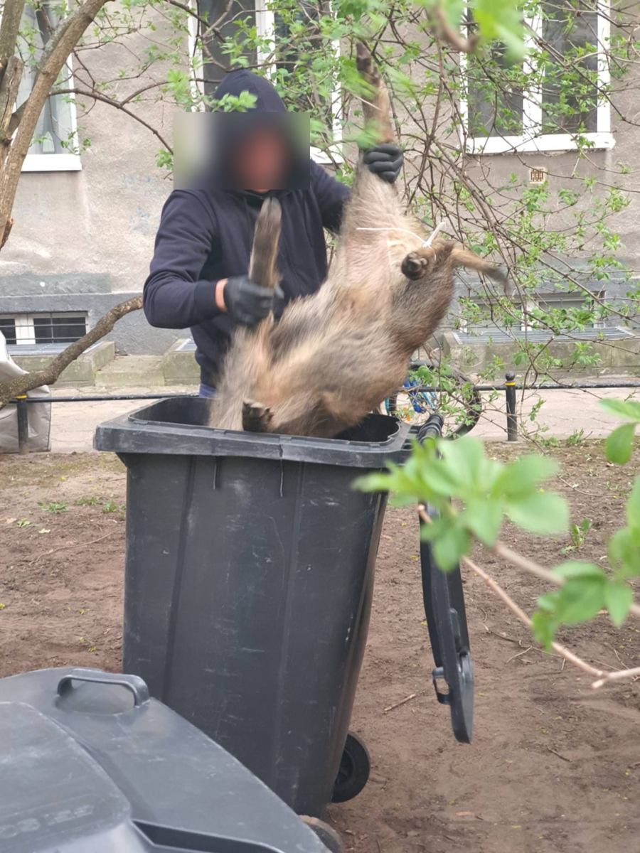 Дикие кабаны в Варшаве