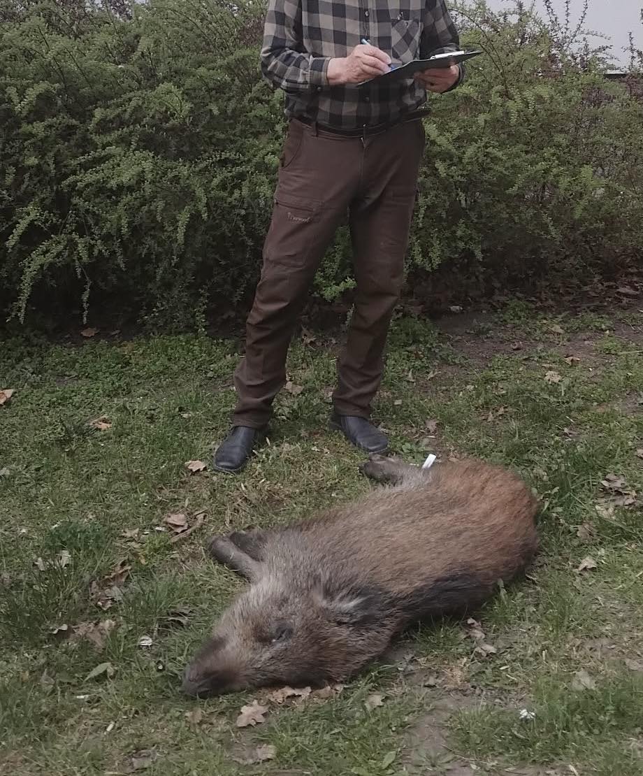 Дикие кабаны в Варшаве