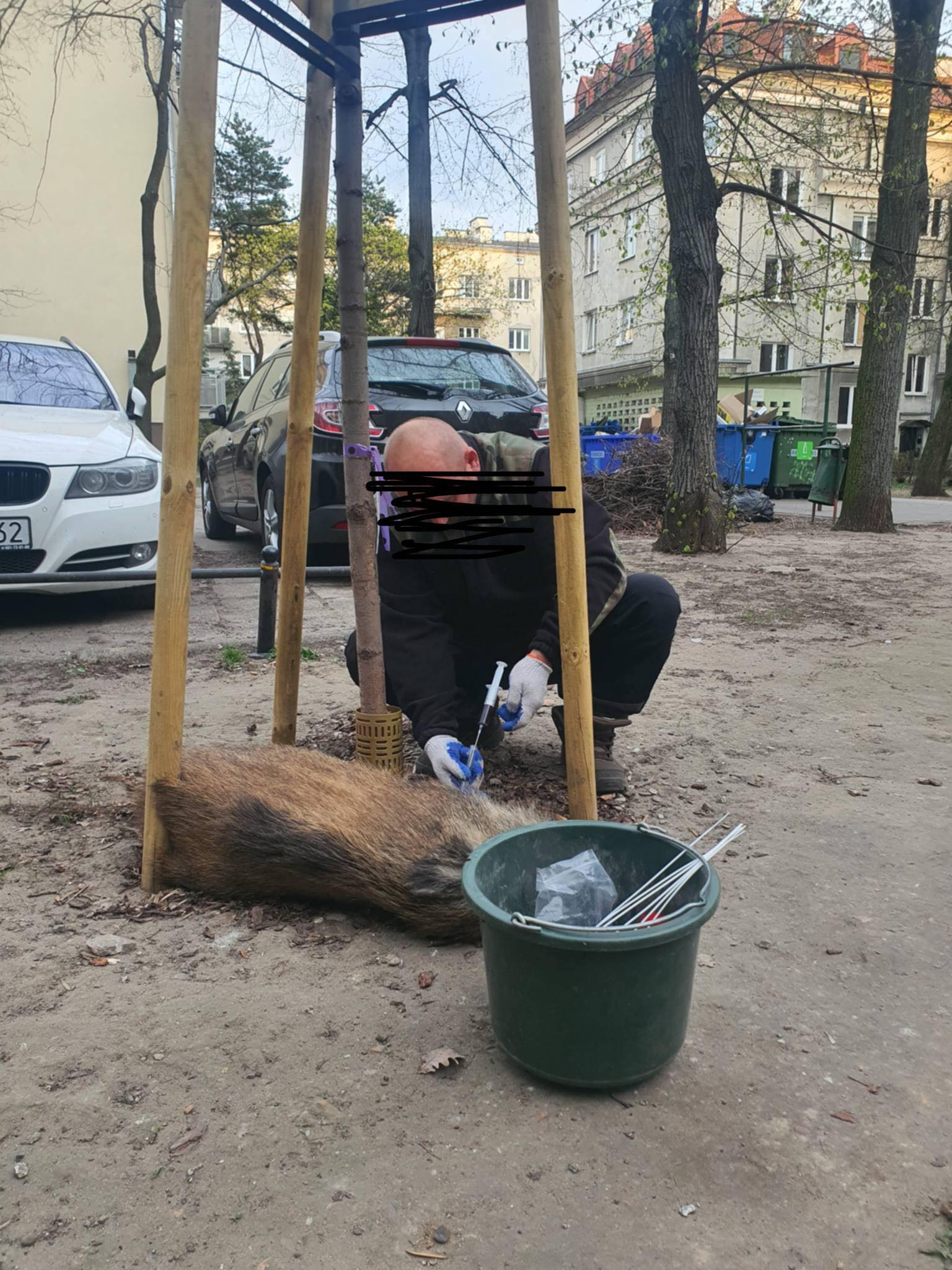 Дикие кабаны в Варшаве