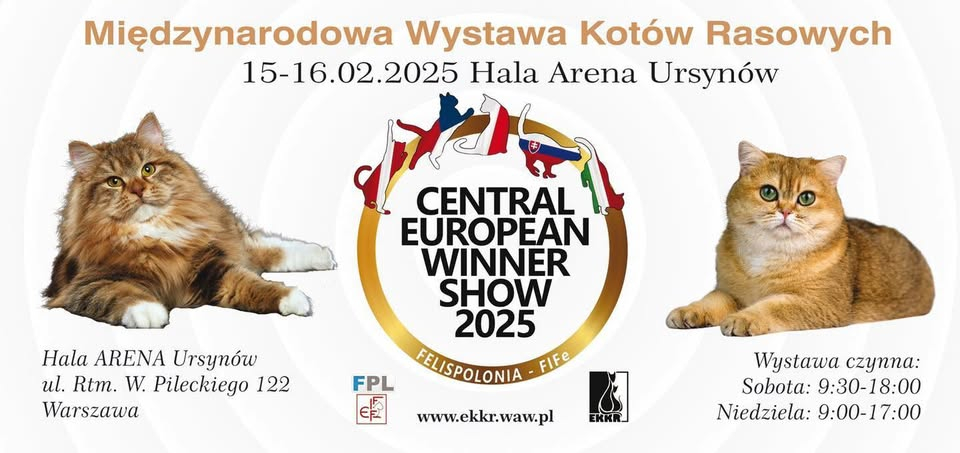 wystawa kotow
