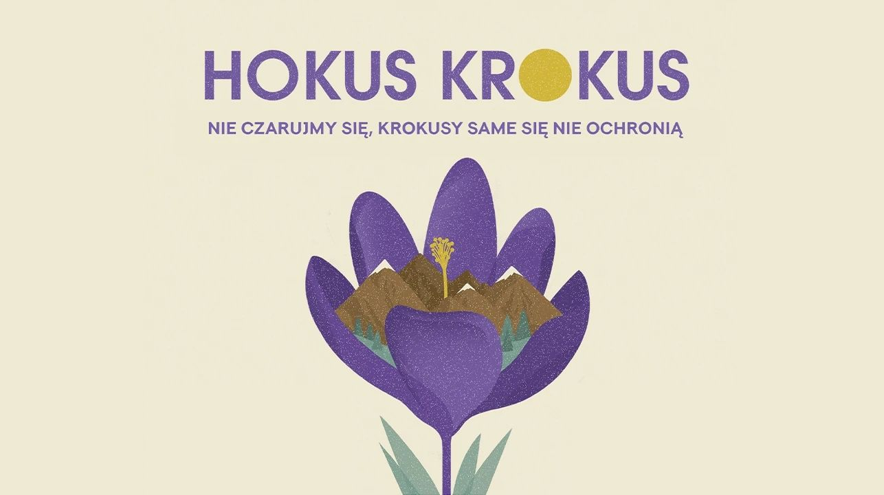 hokus krokus