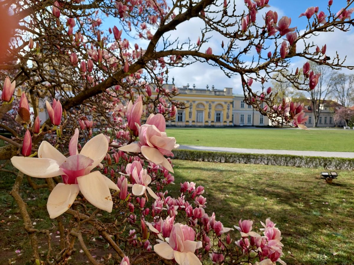 Magnolie2