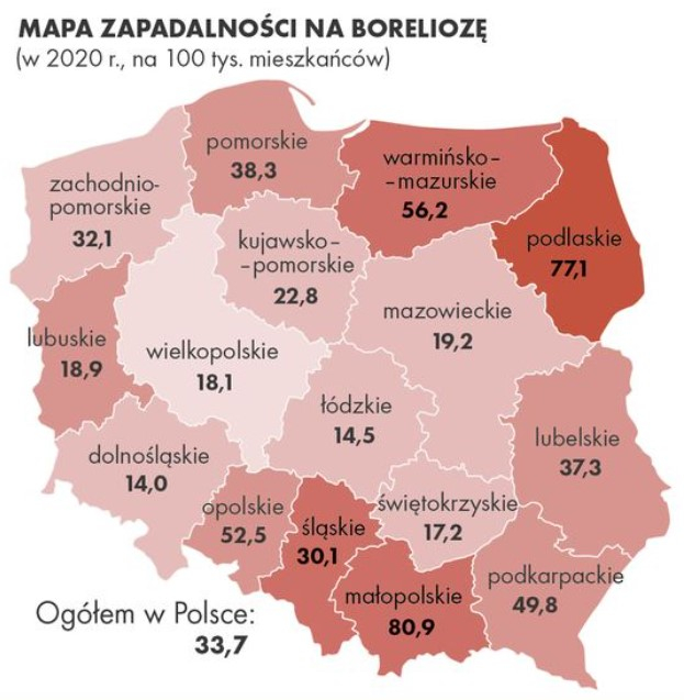 borelioaz 01