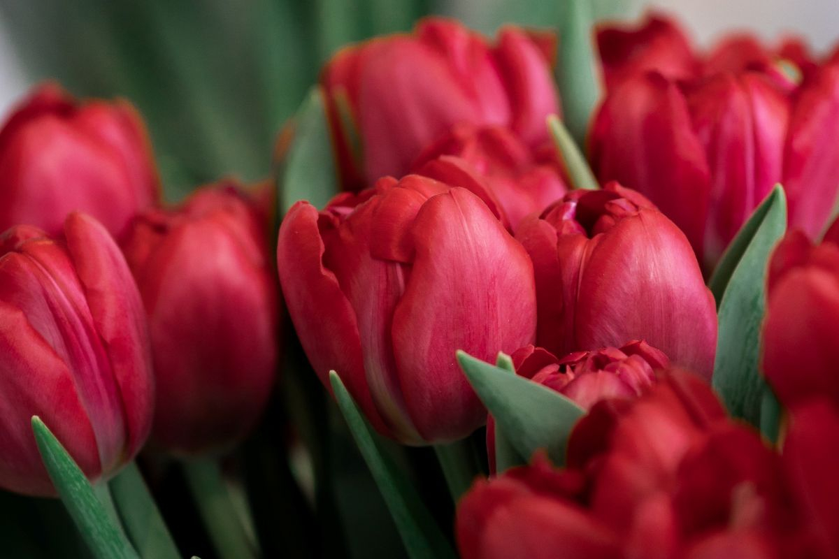 tulipany2