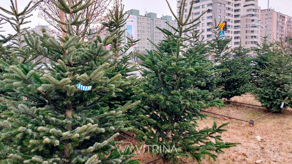 цены на елки в Польше и Варшаве