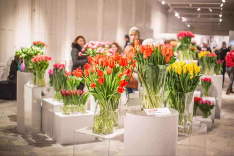 tulipany4