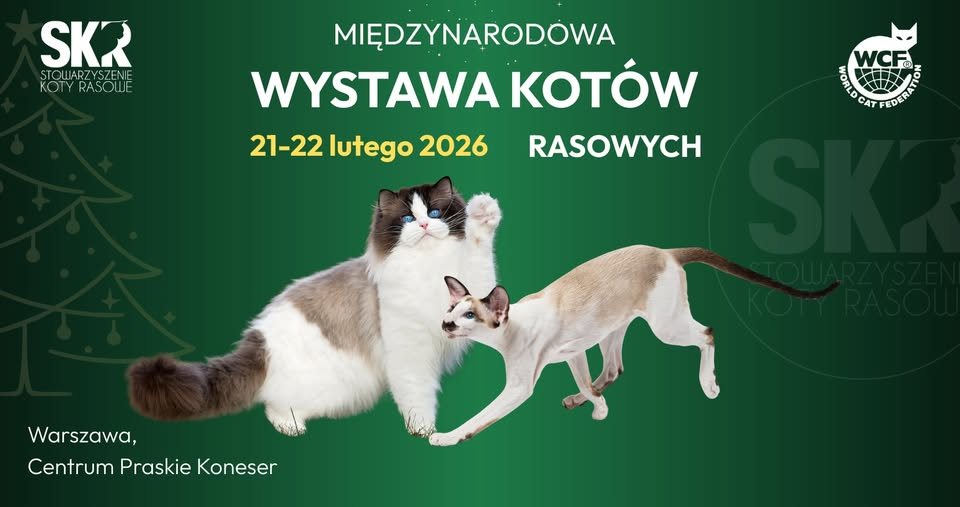 wystawa kotow