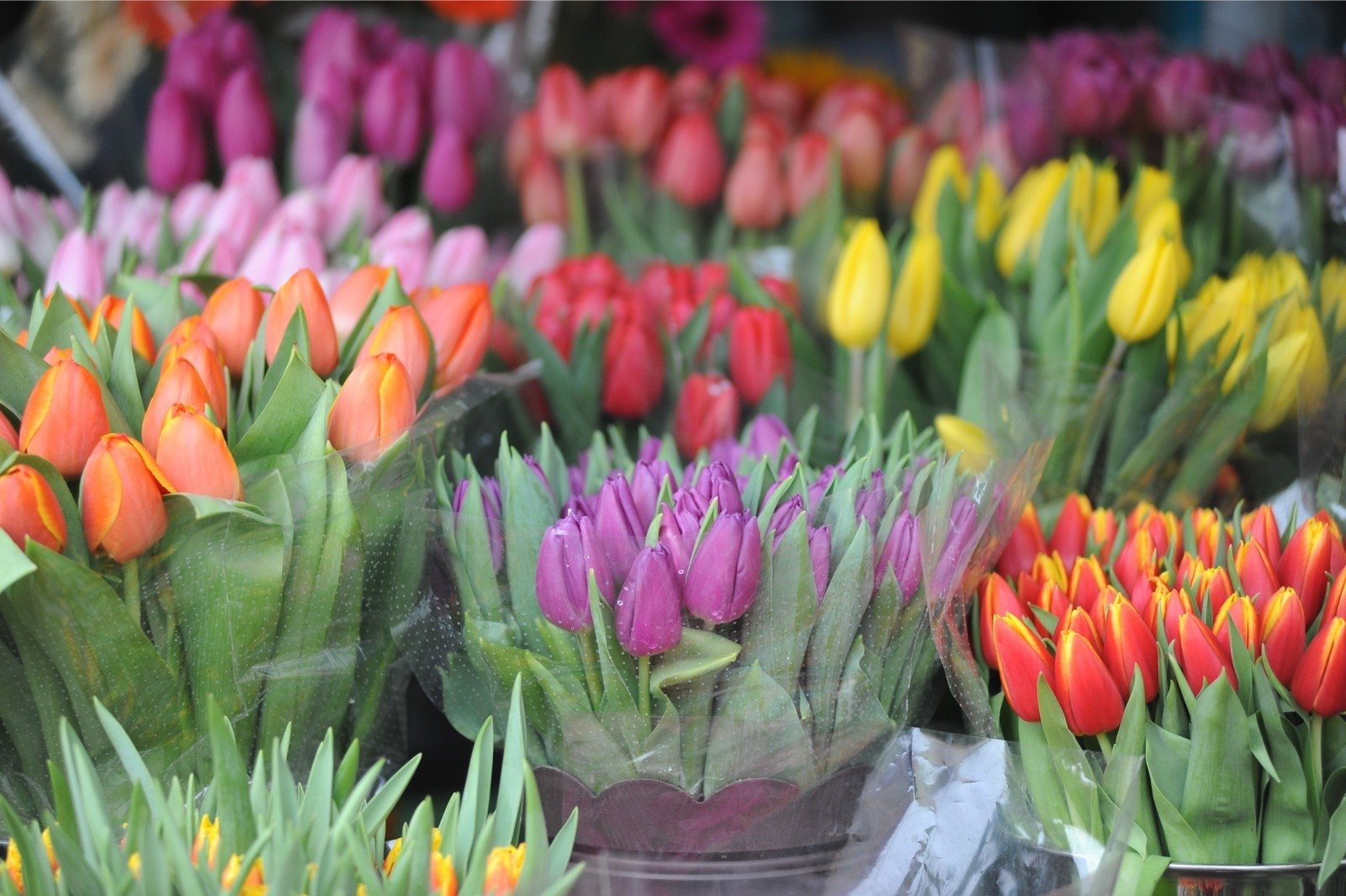 tulipany