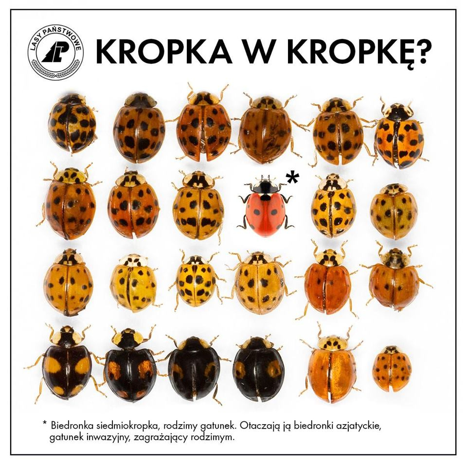 biedronki1